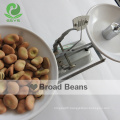 Chinese broad beans Qinghai Origin english bean